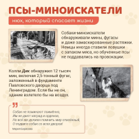 Как животные помогали в ВОВ Как животные помогали в ВОВ.